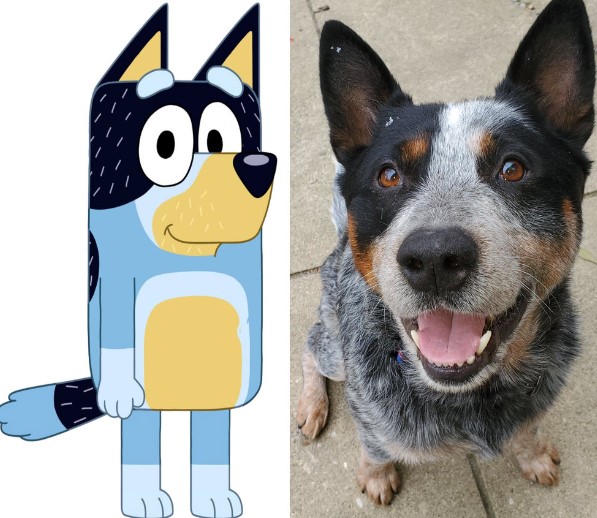 what-kind-of-dog-is-bandit-from-bluey